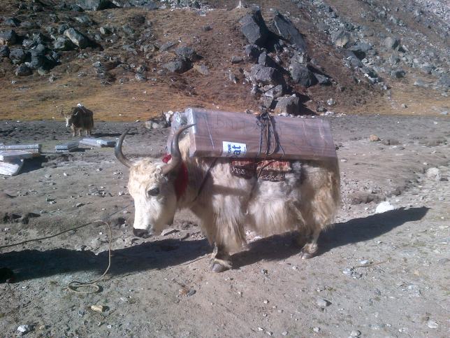 Pannelli solari sugli yak
